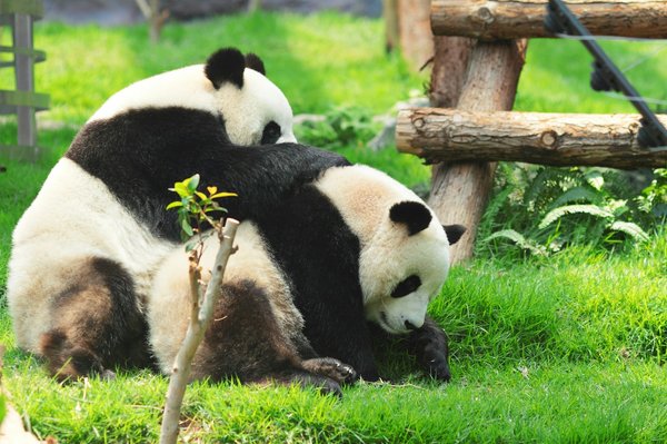 Peut-on trouver une croisière qui propose des excursions pour observer les pandas géants en Chine?